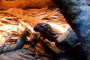 Selective focus of monitor lizards perched in a dark cage illuminated with lights. photo