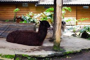 Selective focus of huacaya alpaca that is sitting in its cage. photo