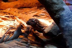 Selective focus of monitor lizards perched in a dark cage illuminated with lights. photo