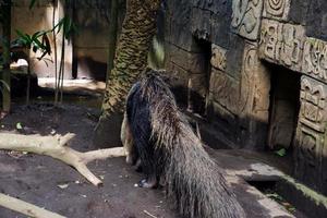 Selective focus of antaeater who is looking for ants in his cage to eat. photo