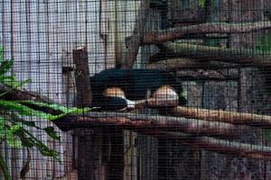 Selective focus of sleeping skunks on a tree. photo