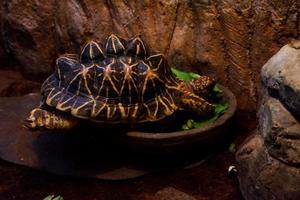 Selective focus of Indian star turtles perched in a dark cage illuminated with lights. photo