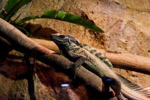 Selective focus of sailfin lizards that are in a tree. photo