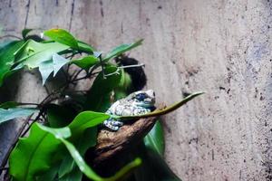 Selective focus of amazon milk frogs perched on a dark enclosure tree illuminated with lights. photo