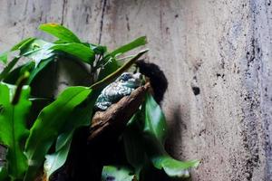 Selective focus of amazon milk frogs perched on a dark enclosure tree illuminated with lights. photo