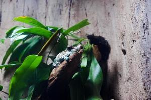 Selective focus of amazon milk frogs perched on a dark enclosure tree illuminated with lights. photo
