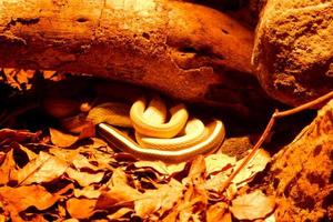 Selective focus of brown tree snakes that are perched on a tree in a dark place. photo