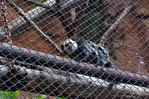 Selective focus of white tufted ear marmosets hanging in its cage. photo