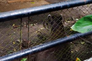 Selective focus of llamas who are sitting in their cages while taking shelter. photo