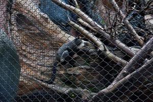 Selective focus of colobus monkeys dangling in a tree. photo