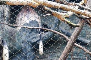 Selective focus of colobus monkeys dangling in a tree. photo