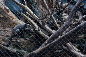 Selective focus of colobus monkeys dangling in a tree. photo