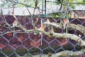 Selective focus of proboscis monkeys dangling in trees. photo