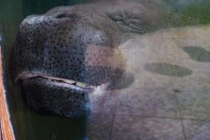 Selective focus of hippos sleeping while soaking. photo