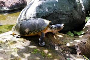 selectivo atención de el Tortuga sentado en el rocas mientras tomando el sol en el Dom. foto