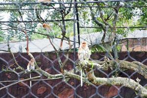 Selective focus of proboscis monkeys dangling in trees. photo