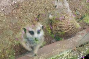 Selective focus of meerkat that is in his cage. photo