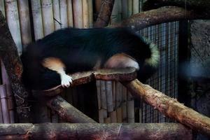 Selective focus of sleeping skunks on a tree. photo