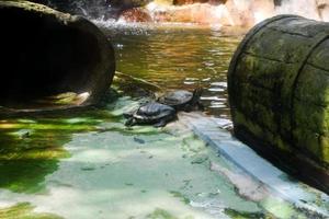 Selective focus of cumberland turtles that are near the pond. photo