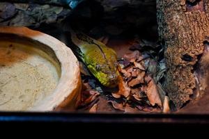 Selective focus of the head of the flower python with a dark cage illuminated with lights. photo