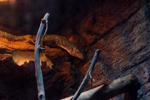Selective focus of monitor lizards perched in a dark cage illuminated with lights. photo