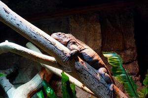 Selective focus of iguana colley perched on a tree with a dark enclosure illuminated with lights. photo