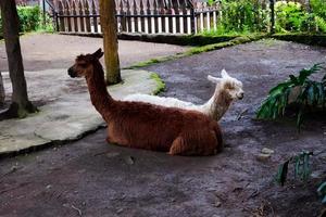 Selective focus of huacaya alpaca that is sitting in its cage. photo