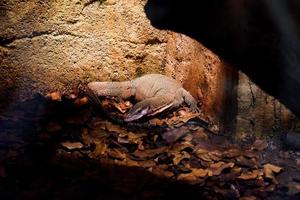 Selective focus of monitor lizards perched in a dark cage illuminated with lights. photo