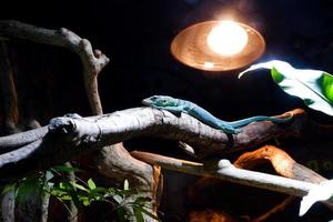 Selective focus of varanus kordensis perched on a dark enclosure tree illuminated with lights. photo