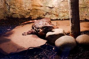 Selective focus of black and white argentina tegu that is perched in a dark place. photo