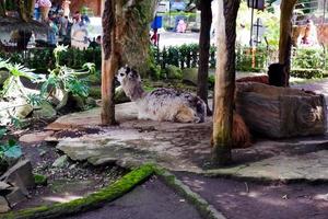 Selective focus of huacaya alpaca that is sitting in its cage. photo