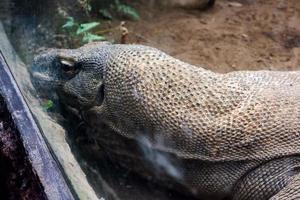 Selective focus of komodo dragon head perched in cage. photo