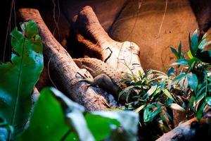 Selective focus of monitor lizards perched on a tree in a dark place. photo