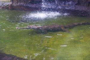 Selective focus of crocodiles swimming in the pool. photo