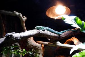 Selective focus of varanus kordensis perched on a dark enclosure tree illuminated with lights. photo