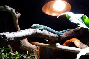 Selective focus of varanus kordensis perched on a dark enclosure tree illuminated with lights. photo