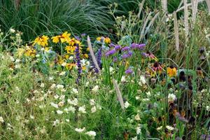 summer time in the garden photo