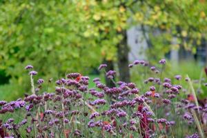 summer time in the garden photo