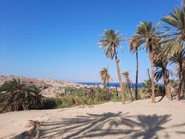 Palm trees white sand and natural beauty on the beach of Saudi Arabia. photo