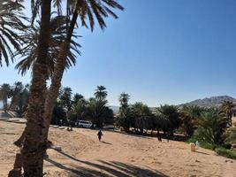 Palm trees white sand and natural beauty on the beach of Saudi Arabia. photo