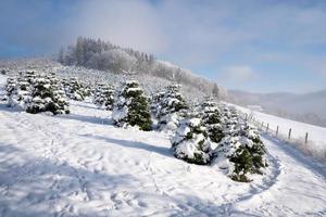 Winter landscape, Schmallenberg, Sauerland, Germany photo