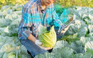 agricultores utilizar el principal datos red en el Internet, agrícola tecnología, trabajo en cosecha datos análisis por tableta ,tecnología para plantación datos enlace con Internet hacer un bueno planta orgánico producto. foto