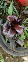 Portrait of a beautiful Cordyline fruticosa plant. photo