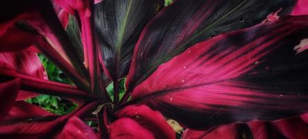 Multicolor red and black leaves or often called Cordyline fruticosa, andong and hanjuang plants. photo