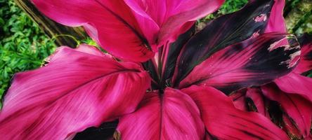 Multicolor red and black leaves or often called andong or hanjuang plants. photo