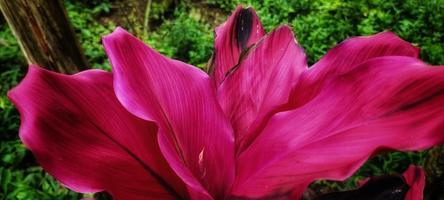 Multicolor red and black leaves or often called andong or hanjuang plants. photo