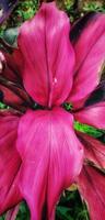 Portrait of multicolor red leaves or often called andong or hanjuang plants. photo