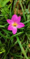 retrato de un Zephyranthes Rosea o lili Hujan merah jambu flor floreciente en el jardín. foto