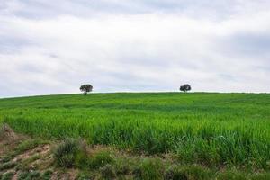 beautiful green field with trees in the background under blue skies photo