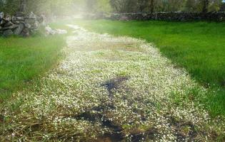 flowered path across the green grassy meadow photo
